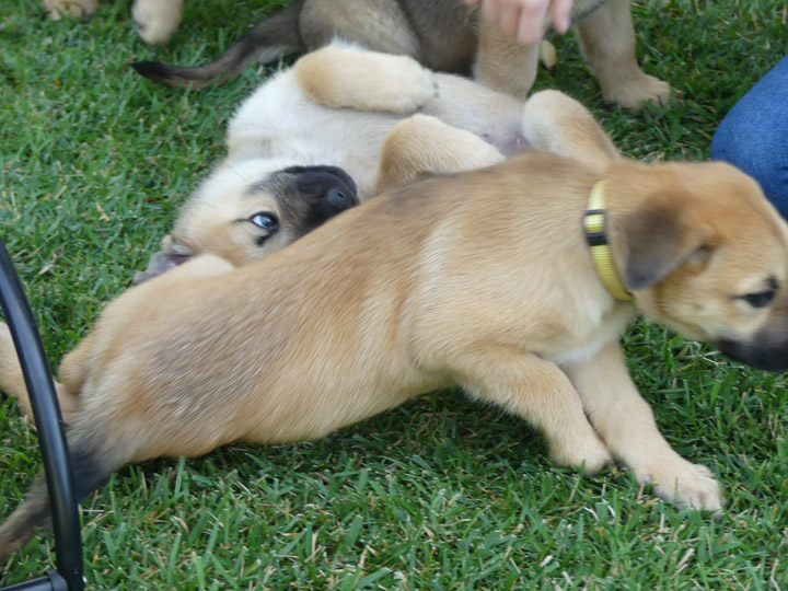 chinook dog